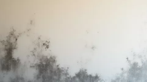 Jaki środek grzybobójczy na ściany