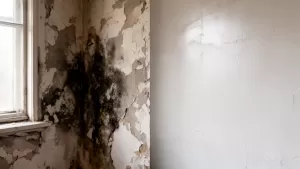 Tynk renowacyjny na wilgotne ściany